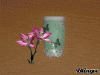 vert menthe papillon vert b.gif
