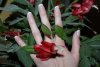 DSC03852.jpg