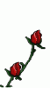 fleur_029.2 ROSES ROUGE ANIMEE..gif