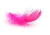 pink_feather.jpg
