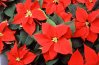 Poinsettia_2.jpg