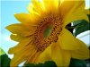 fleur-de-tournesol.jpg