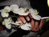 DSC03413.jpg