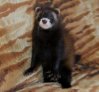 furet-noir-elevage.jpg