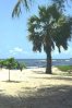 palmierplage.jpg