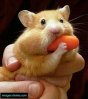 hamster-goinfre.jpg