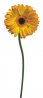 gerbera%20jaune.jpg