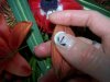ongle french+ traits 007.jpg