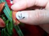ongle french+ traits 009.jpg