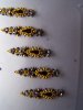 strass 002.jpg