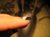 IMG_0211.jpg