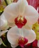 medium_orchidee37.jpg