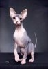 chat sphynx.jpg