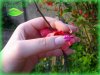 pink02.jpg
