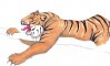 tigre.jpg