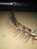 faux cils 002.jpg