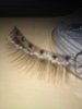 faux cils 003.jpg