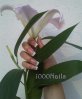 pose classique longue plaque french moyenne 1000Nails.jpg