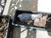 bebes pigeons sur mon balcon 002.jpg
