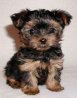 yorkshire_terrier_pups_03a.JPG
