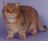 BritishShorthair.jpg