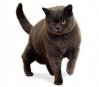 british_shorthair_4e1f.jpg