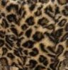 leopard.jpg