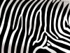 Zebra-Print.jpg