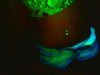 fluo.jpg