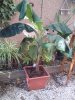 petites plantes et bananier 003.jpg