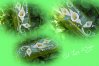 arums.jpg