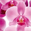 orchidée.jpg