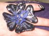 bague gel 003.jpg