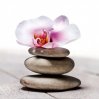 stephane-de-bourgies-orchidee-aux-galets.jpg