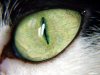 oeil-de-chat.jpg