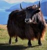 treknature-tibetan-yak-photo-284x300.jpg