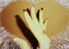 grafme_com_UL367C5C58.gif