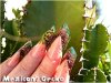 Gecko1.jpg