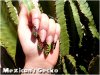 Gecko2.jpg