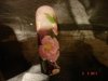DSC07608.jpg