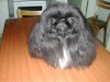 421691,animaux,chiens,pekinois.jpg