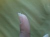 ongle 01.jpg