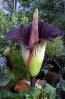 49-indonesie-titan-arum.jpg