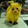pikachu-cat-540x534.jpg