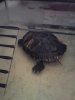 TORTUE 023.jpg