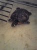 TORTUE 024.jpg