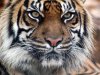 Tigre_animaux_2.jpg