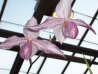 orchidee-760010f65.jpg