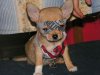 chihuahua masqué.jpg