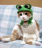 000 grenouille chat.jpg